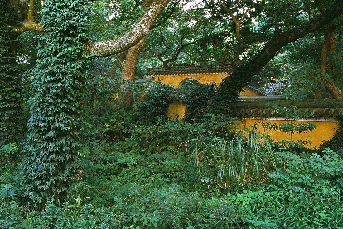 overgrown walls of Fayu Monastery, Buddhist Island, Thousand steps stone stairway, Putuo Shan near Shanghai, Putuo Shan, Zhejiang Province, East China Sea, China, Asia