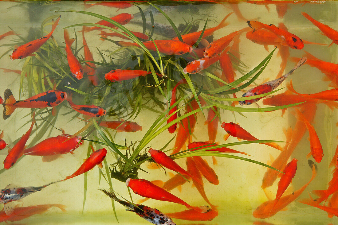 red aquarium fish, goldfish, China, Asia