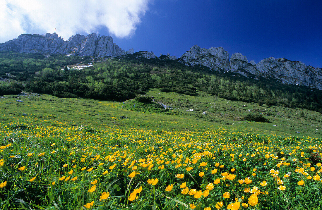 Rock formation of Kampenwand from the north with sea of flowers, Chiemgau Alps, Upper Bavaria, Bavaria, Germany