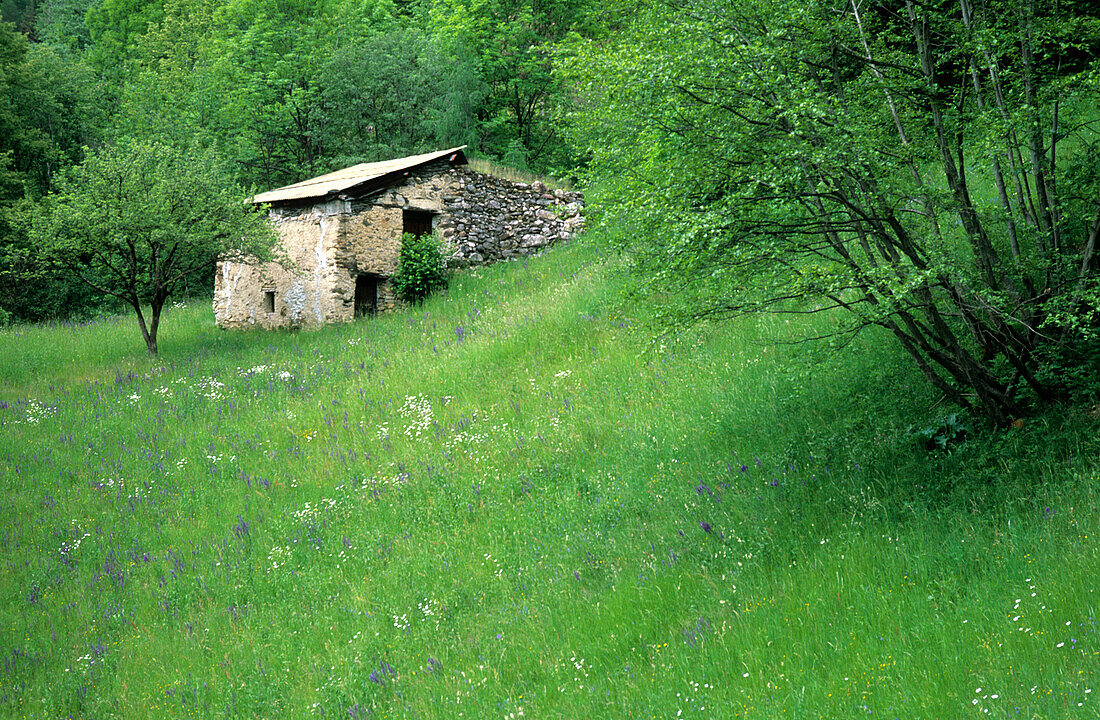 Old alpine hut near Gugliel in a sea of flowers, Puschlav, Grisons, Switzerland