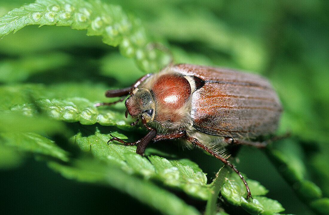 Close up of a cockchafer sitting on a fern