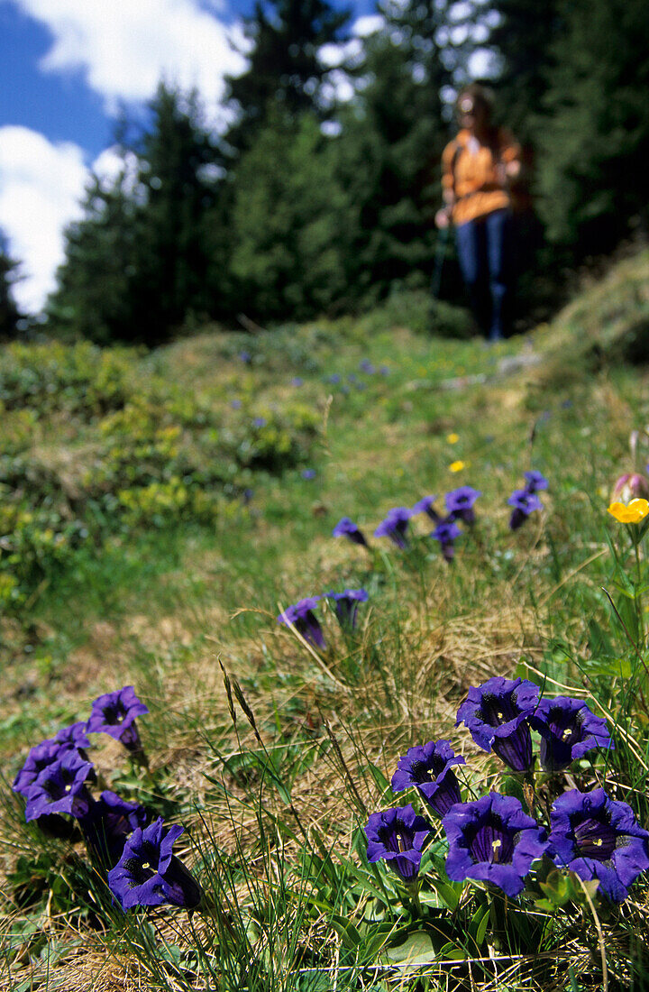 Hiking trail through gentian flowers and hiker in the background, Puschlav, Grisons, Switzerland