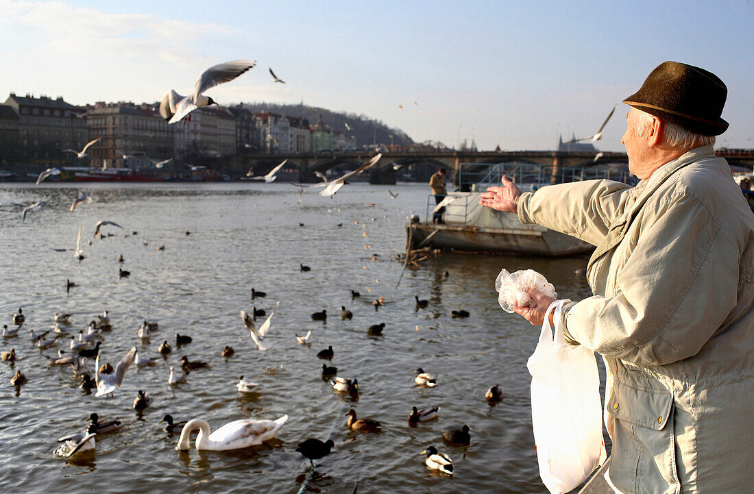 Elderly man feeding the ducks on the Vltava river embankment, Nove Mesto, Prague, Czech Republic