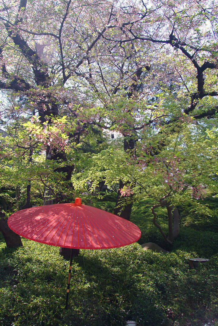 Red japanese umbrella in a garden, Happo-en Garden, Tokyo, Japan