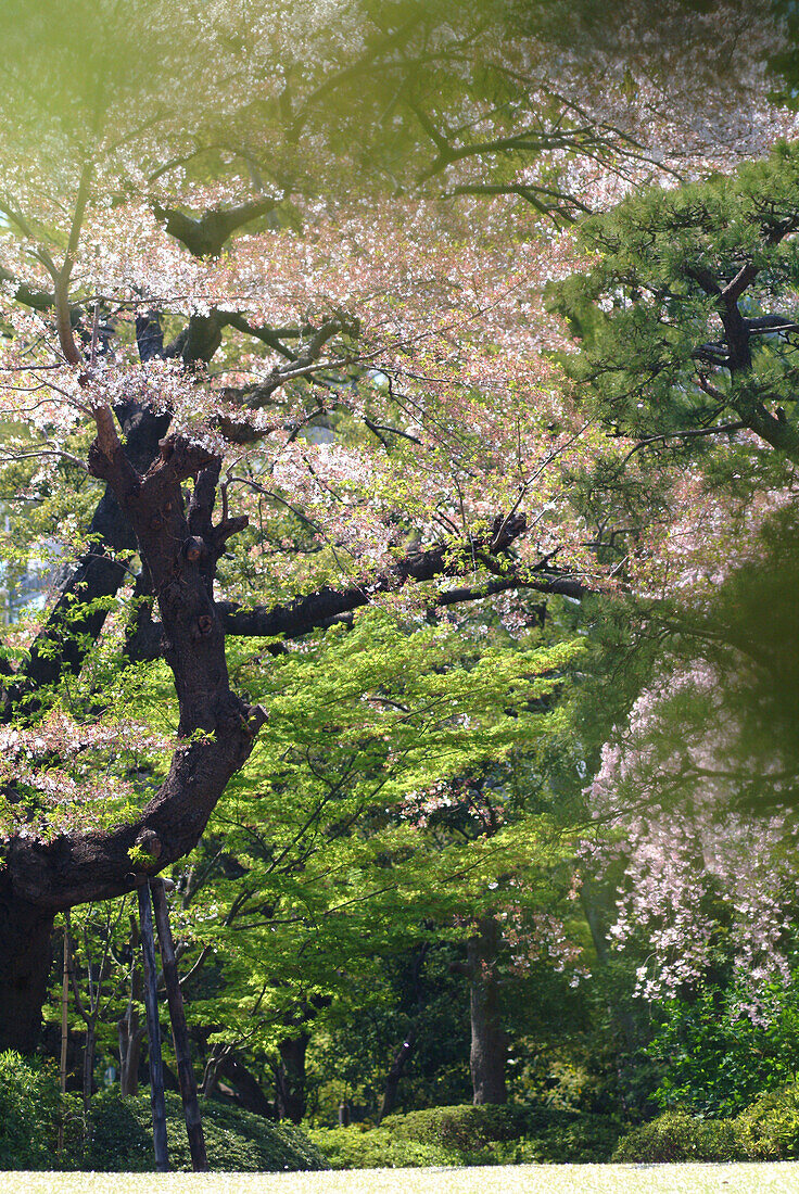 Kirschbaum mit Blüten im Japanischen Garten, Happo-en Garden, Tokyo, Japan