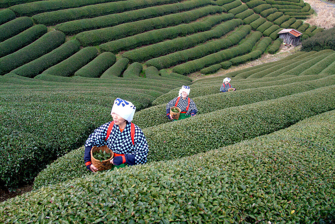 Women picking tea leaves, Uji, Kyoto district, Japan