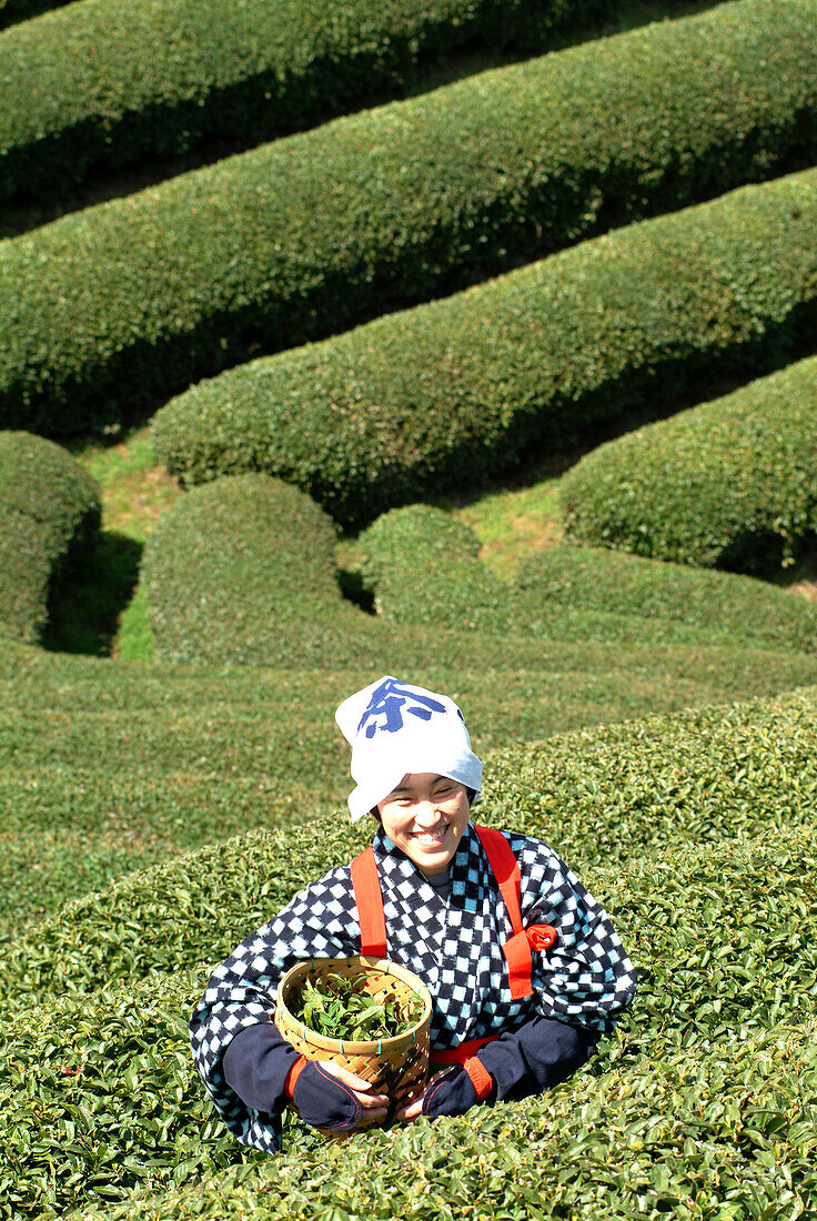 Woman picking tea leaves, Uji, Kyoto district, Japan