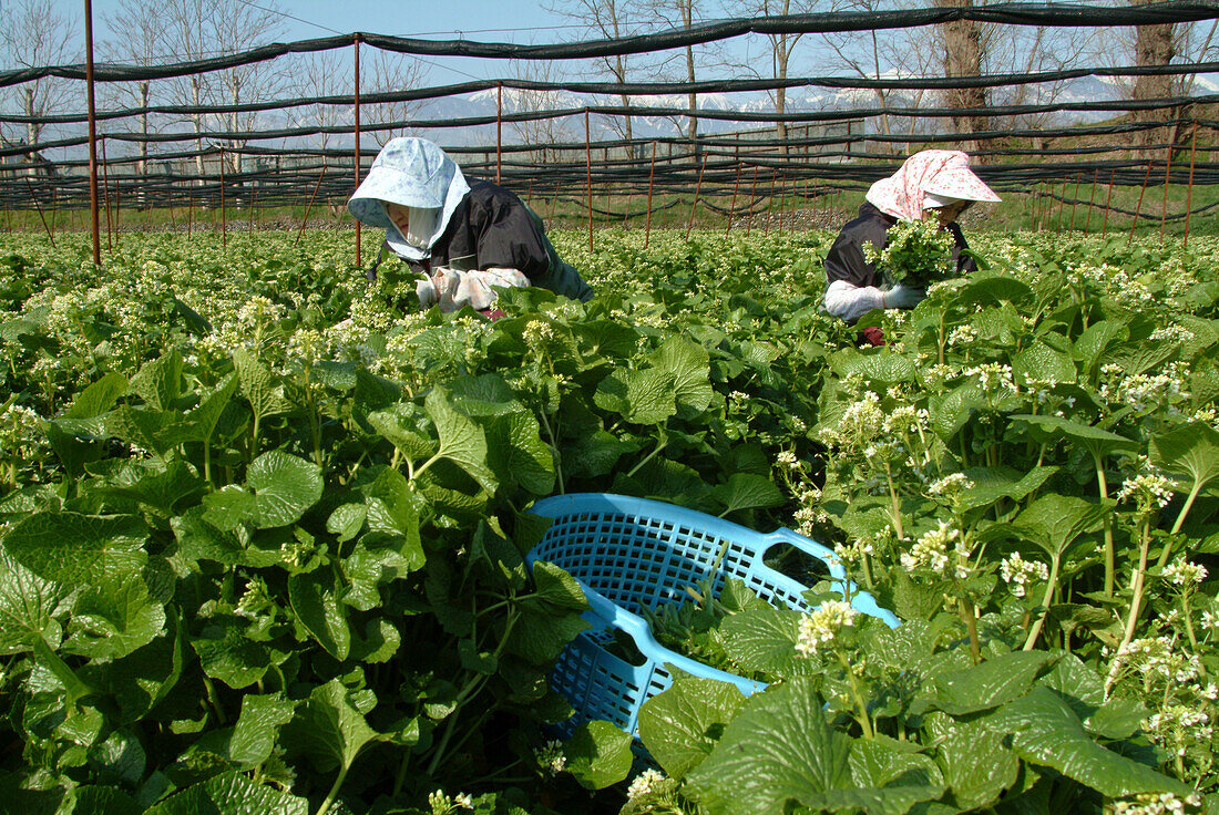 Female Pickers in a horseradish field, Daio Wasabi Farm, Matsumoto, Nagano-ken, Japan