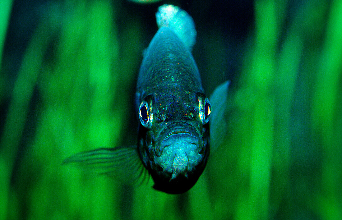 Pumpkinseed Sunfish, Pumpkinseed sunfish, Punkies, Yellow sunfish , Lepomis gibbosus, North america, america, USA, Florida