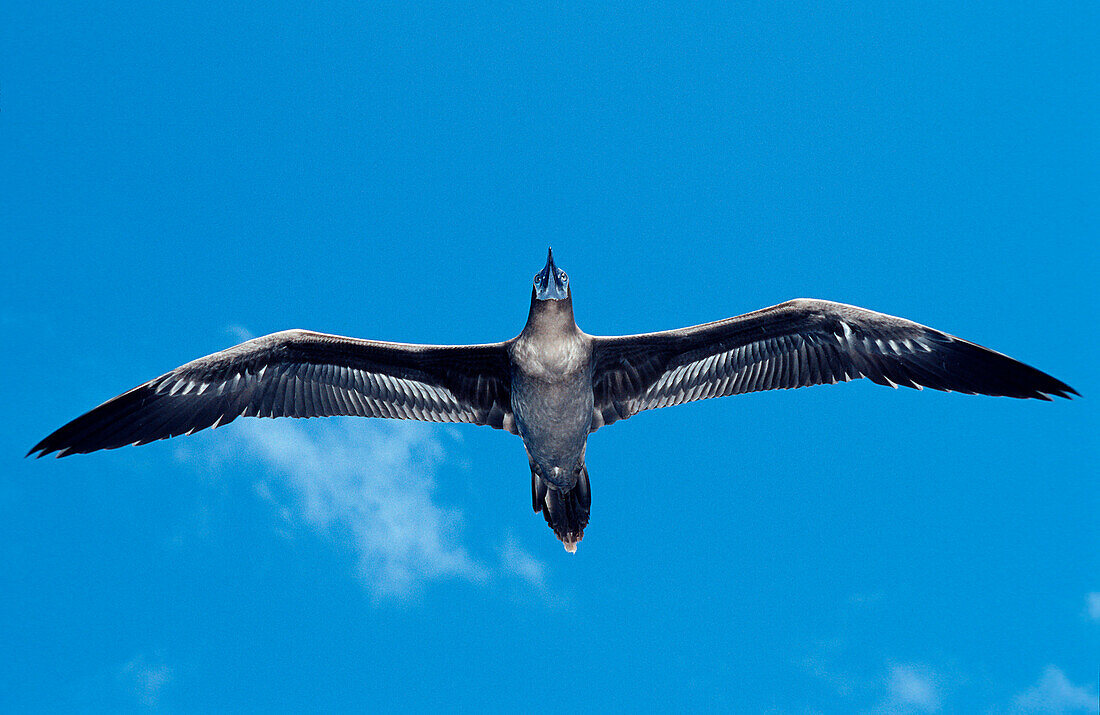 Blaufusstoelpel, Blaufusstoelpel, Sula nebouxii, Ecuador, Südamerika, Suedamerica, Galápagos, Galapagos, Island