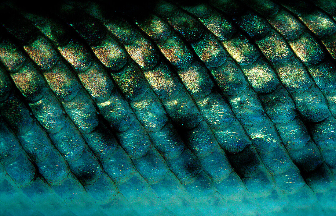 Fischschuppen, Gefleckter Knochenhecht, Kaimanfisch, Lepisosteus oculatus, Nordamerika, Amerika, USA, Florida
