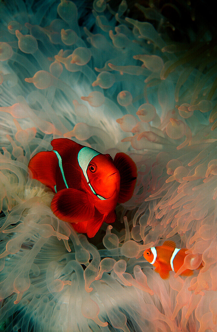 Zwei Stachel-Anemonenfische, Premnas aculeatus, Papua Neu Guinea, Pazifik