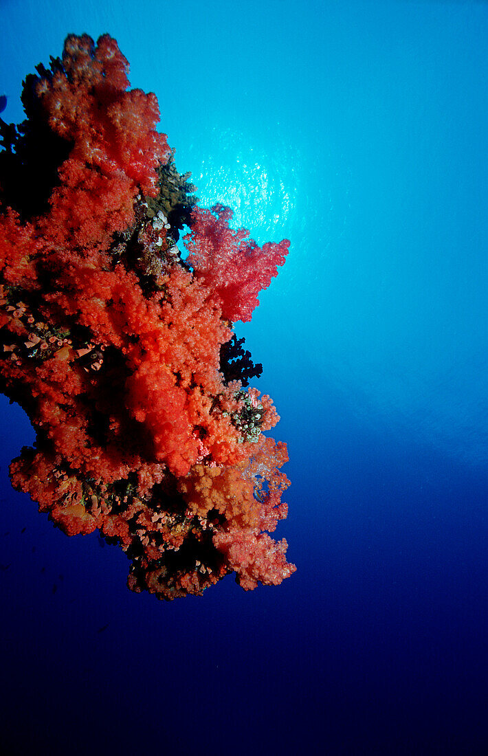 Korallenblock, Malediven, Indischer Ozean, Ari Atoll