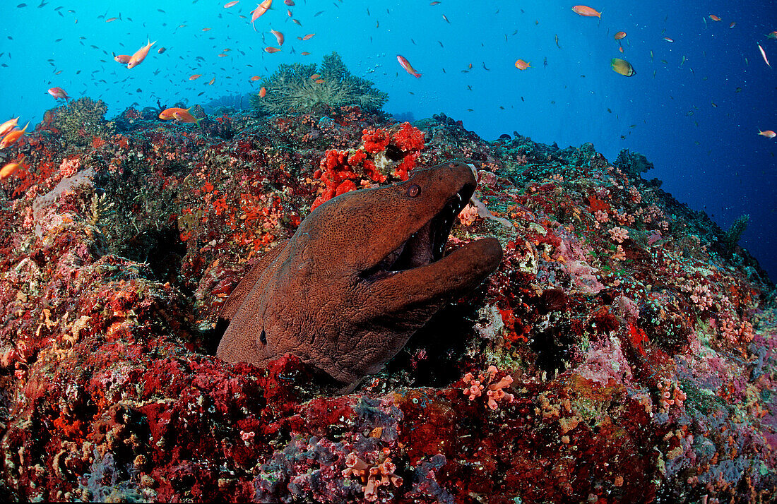 Riesenmuräne, Gymnothorax javanicus, Malediven, Indischer Ozean, Ari Atoll