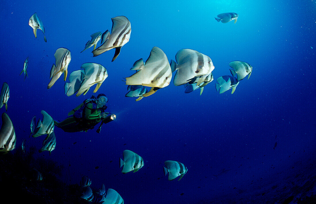 Langflossen-Fledermausfisch und Taucher, Platax teira, Malediven, Indischer Ozean, Ari Atoll