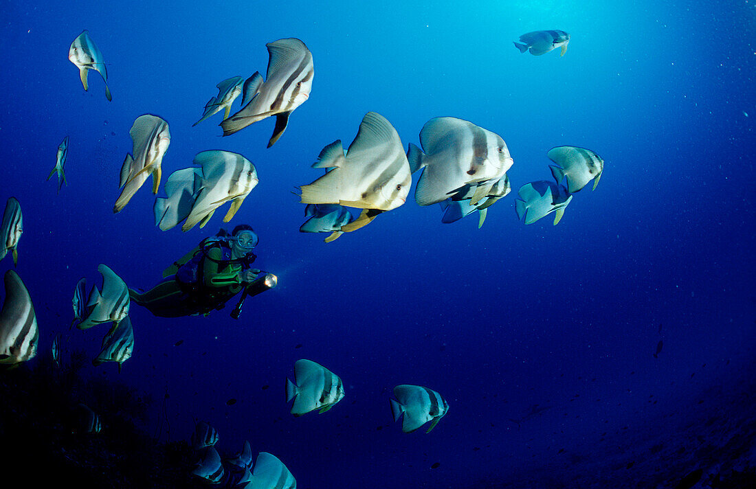 Longfin batfish and scuba diver, Platax teira, Maldives Islands, Indian ocean, Ari Atol, Atoll