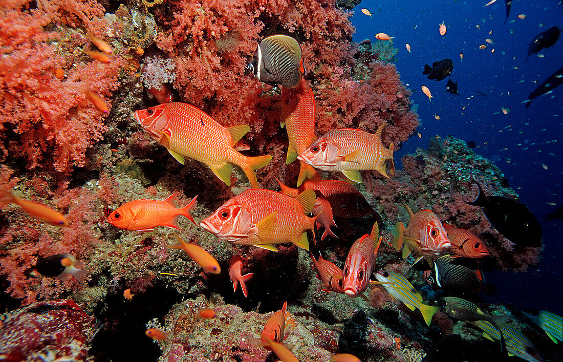 Longjawed squirrelfish, Sargocentron spiniferum, Maldives Islands, Indian ocean, Ari Atol, Atoll