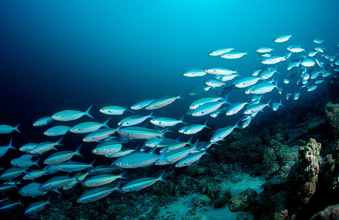 Gelbstreifen-Fuesiliere, Caesio caerulaurea, Malediven, Indischer Ozean, Ari Atoll