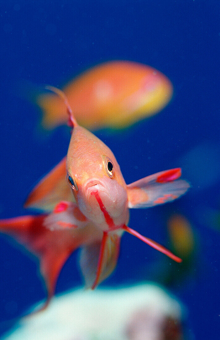 Harem Flag Basslet, Pseudanthias squamipinnis, Egypt, Red Sea, Sinai