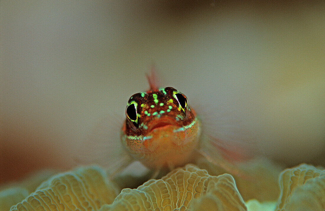 Gestreifter Dreiflosser auf Steinkoralle, Helcogramma striata, Malediven, Indischer Ozean