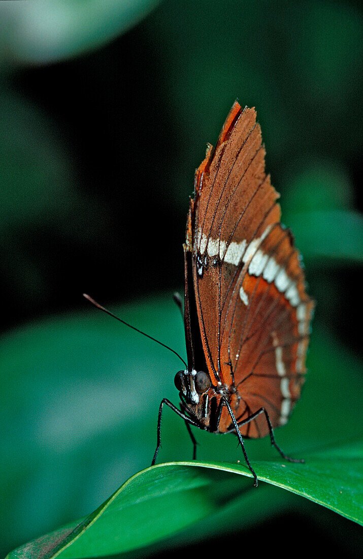 Tropical Butterfly, Costa Rica, South america, La Paz Waterfall Gardens, Peace Lodge