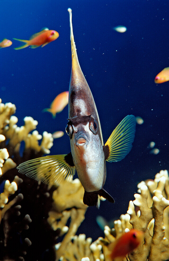 Red Sea Bannerfish, Heniochus intermedius, Egypt, Sha´ab Marksur, Red Sea
