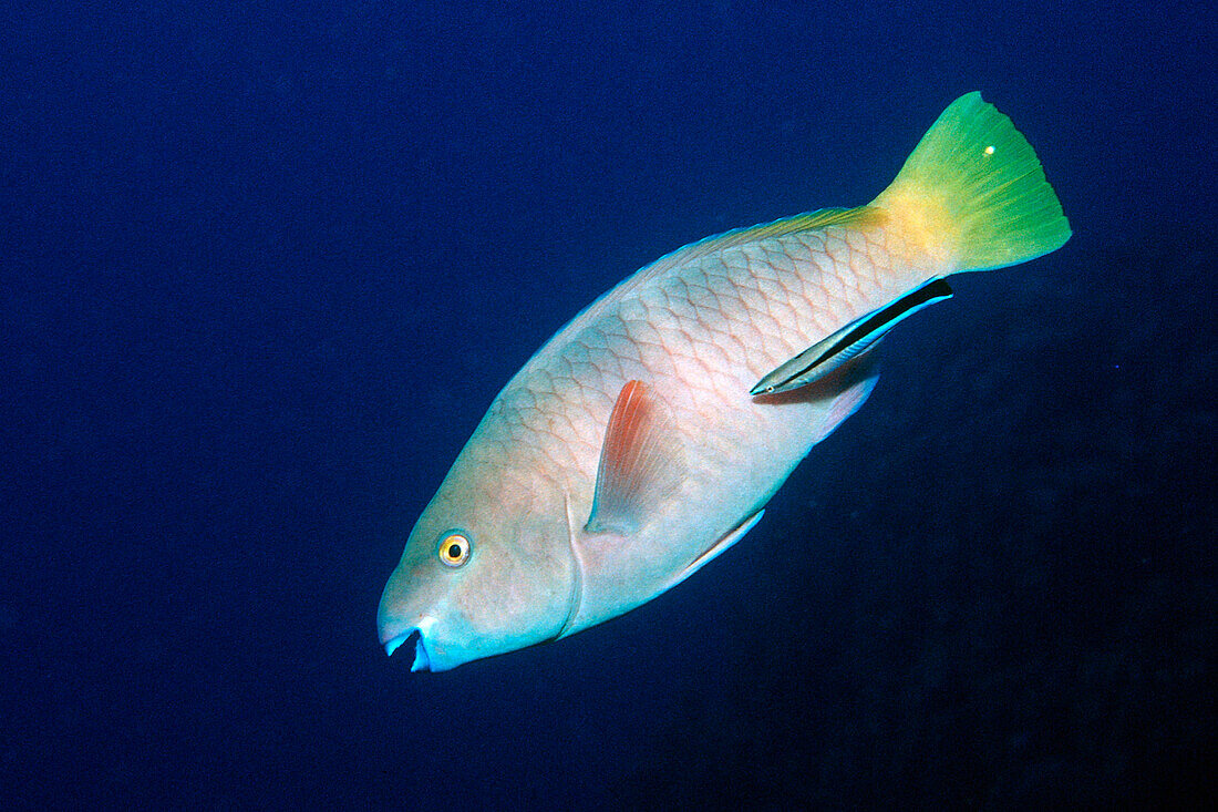 Rostpapageienfisch, Weibchen, und Putzerlippfisch, Scarus ferrugineus, Labroides dimidiatus, Ägypten, Aegypten, Rocky Island, Rotes Meer