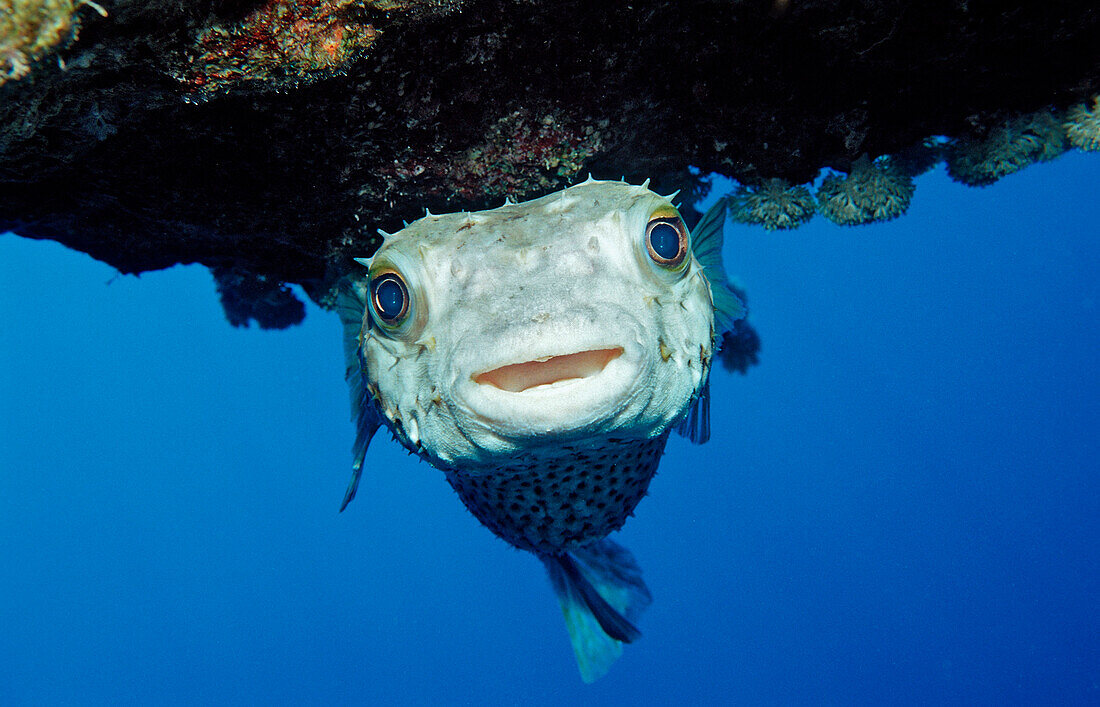 Yellowspotted Burrfish, Cyclichthys spilostylus, Egypt, Abu Dahab, Red Sea