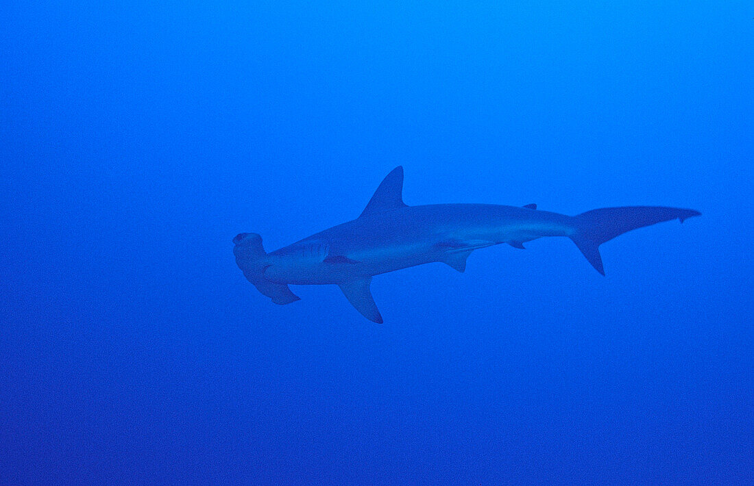 Gekerbter Hammerhai, Lewins-Hammerhai, Sphyrna lewini, Ägypten, Aegypten, Rocky Island, Rotes Meer|Scalloped Hammerhead, Sphyrna lewini, Egypt, Rocky Island, Red Sea