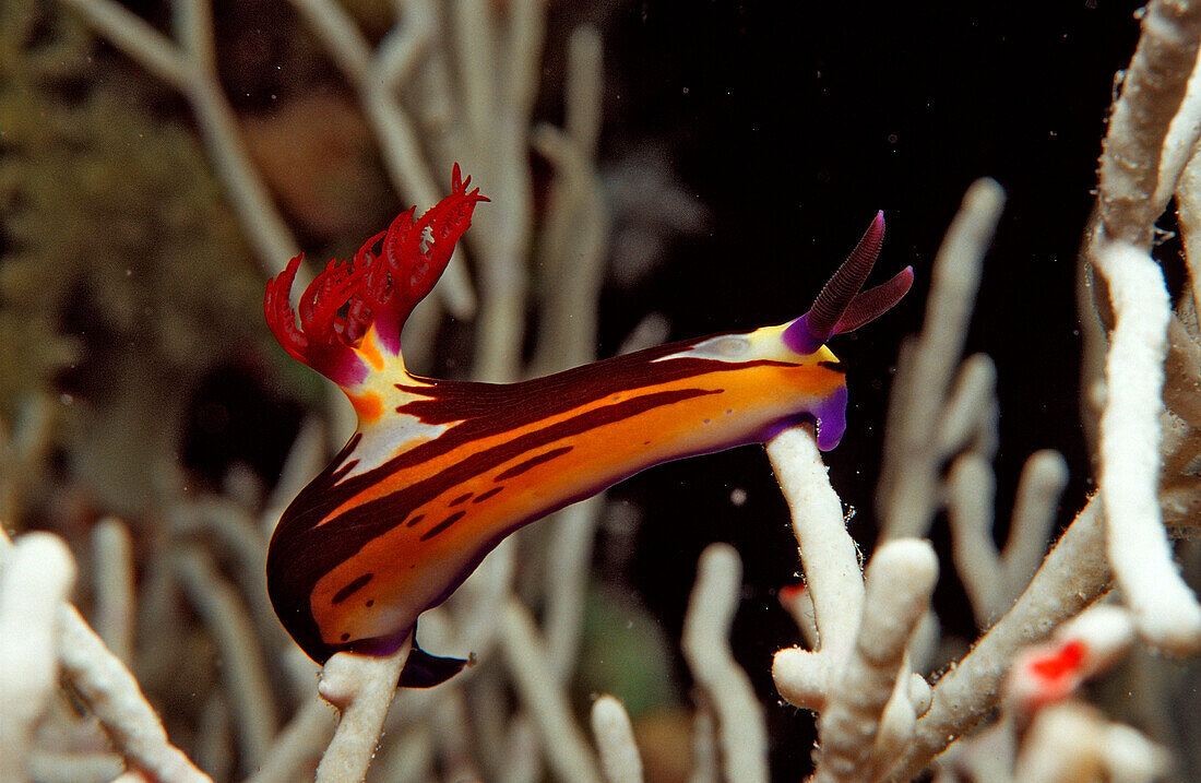 Neonsternschnecke, Endemisch im Roten Meer, Endemic Sea slug, Ägypten, Aegypten, Sha´ab Mahlai, Rotes Meer