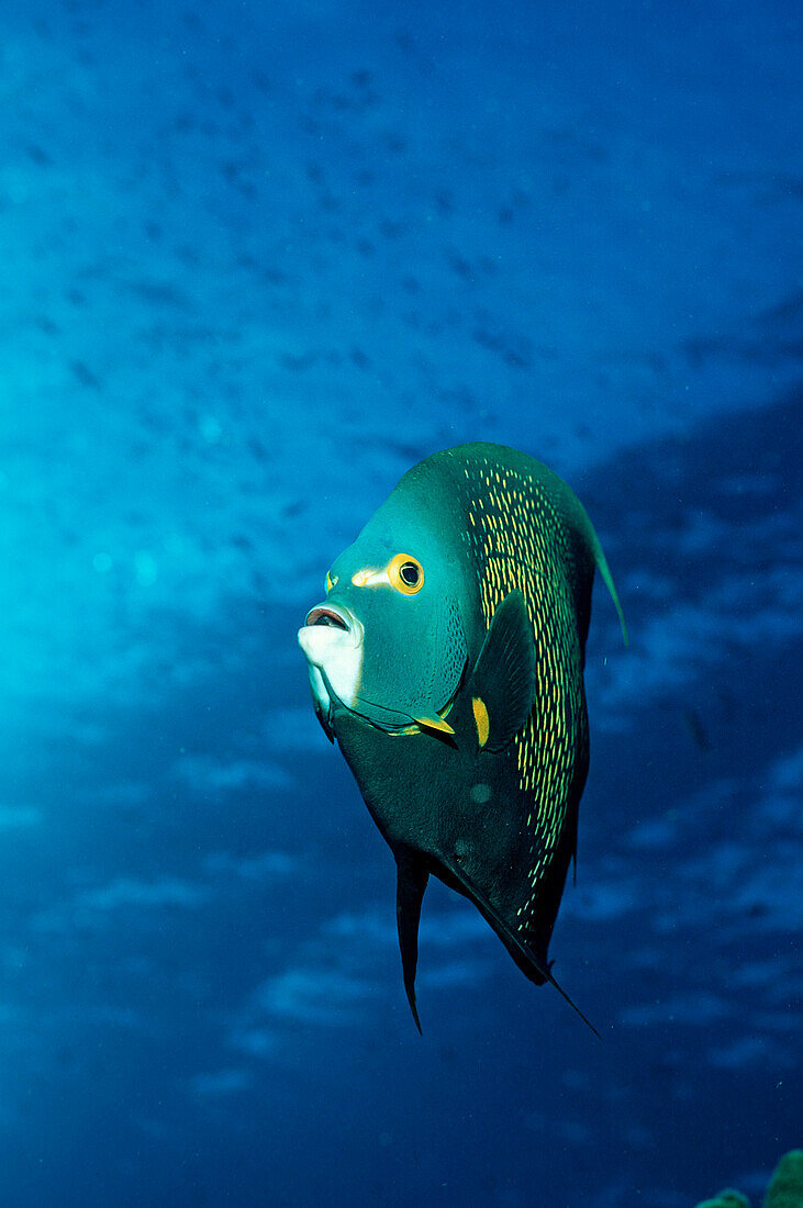 Franzosen-Kaiserfisch, Pomacanthus paru, Britische Jungferninseln, BVI, Karibisches Meer, Karibik, Leeward-Inseln