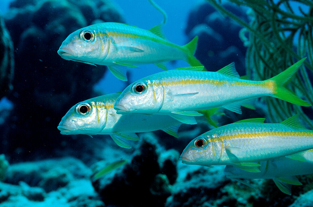 Yellow Goatfish, Mulliodichthys martinicus, British Virgin Islands, BVI, Caribbean Sea, Leeward Islands
