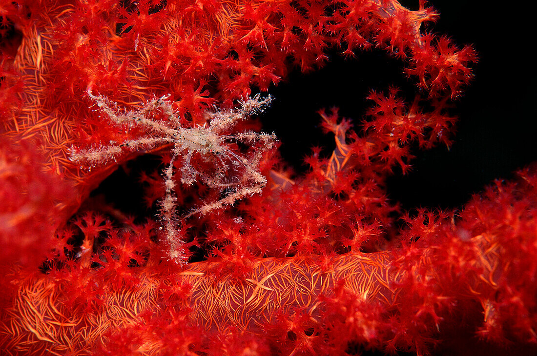 Spider crab on a soft coral, Achaeus spinosus, Egypt, Red Sea, Sinai