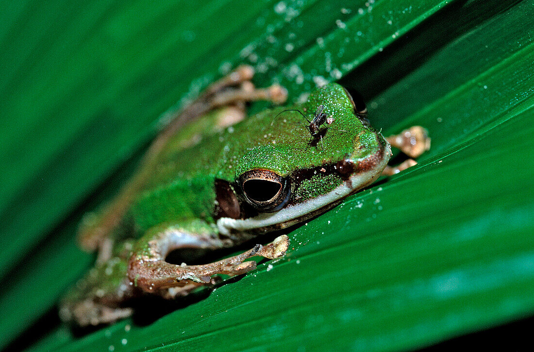 Tropical Leaf Frog, Malaysia, Borneo, Sabah