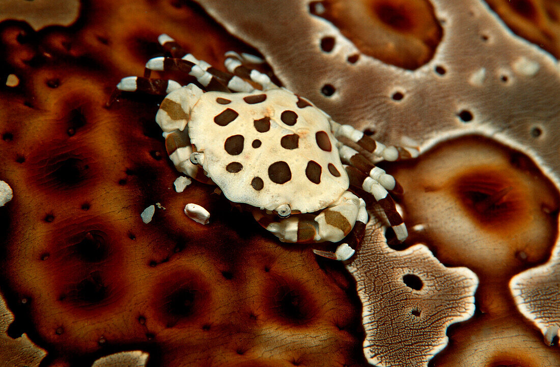Gepunktete Krabbe auf Seegurke, Lissocarcinus orbicularis, Malaysia, Suedchinesisches Meer, Suedchinesisches Meer
