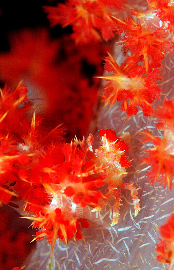 Weichkorallen-Spinnenkrabbe, Hoplophrys oatesii, Indonesien, Wakatobi Dive Resort, Sulawesi, Indischer Ozean, Bandasee
