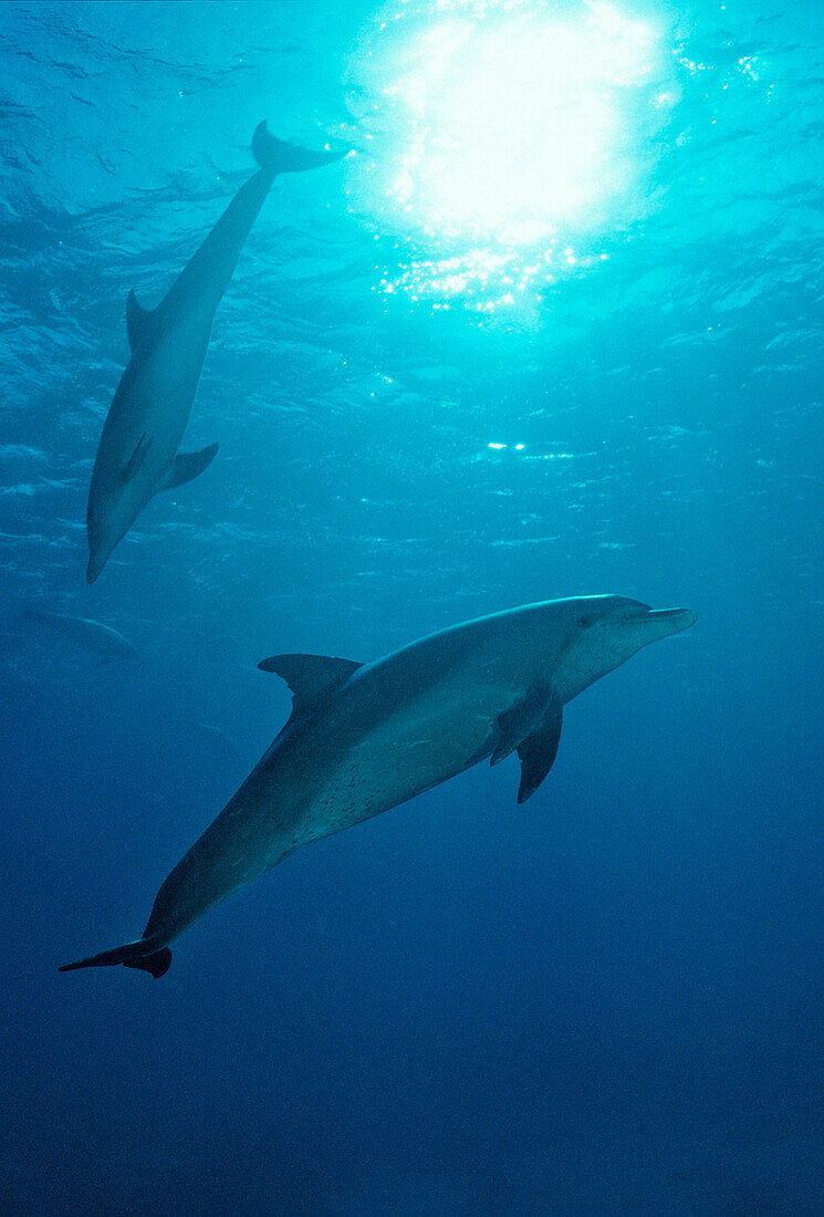 bottlenose dolphin, Tursiops truncatus, Maldives, Indian Ocean