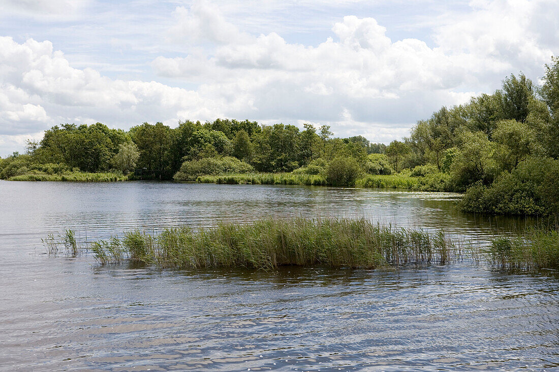 Schilf und Gras, Oudweg Wasserweg, in der Nähe von Joure, Friesische Seen, Niederlande