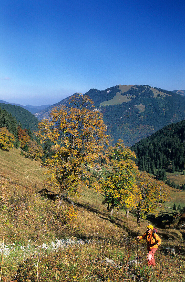 Aufstieg zum Plankenstein im Herbst mit Blick auf Bodenschneid, Bayerische Voralpen, Oberbayern, Bayern, Deutschland