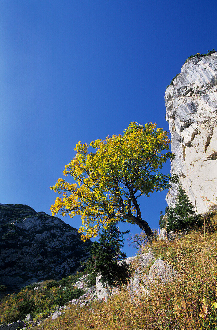 maple tree in autumn colours with Plankenstein, Upper Bavaria, Bavaria, Germany