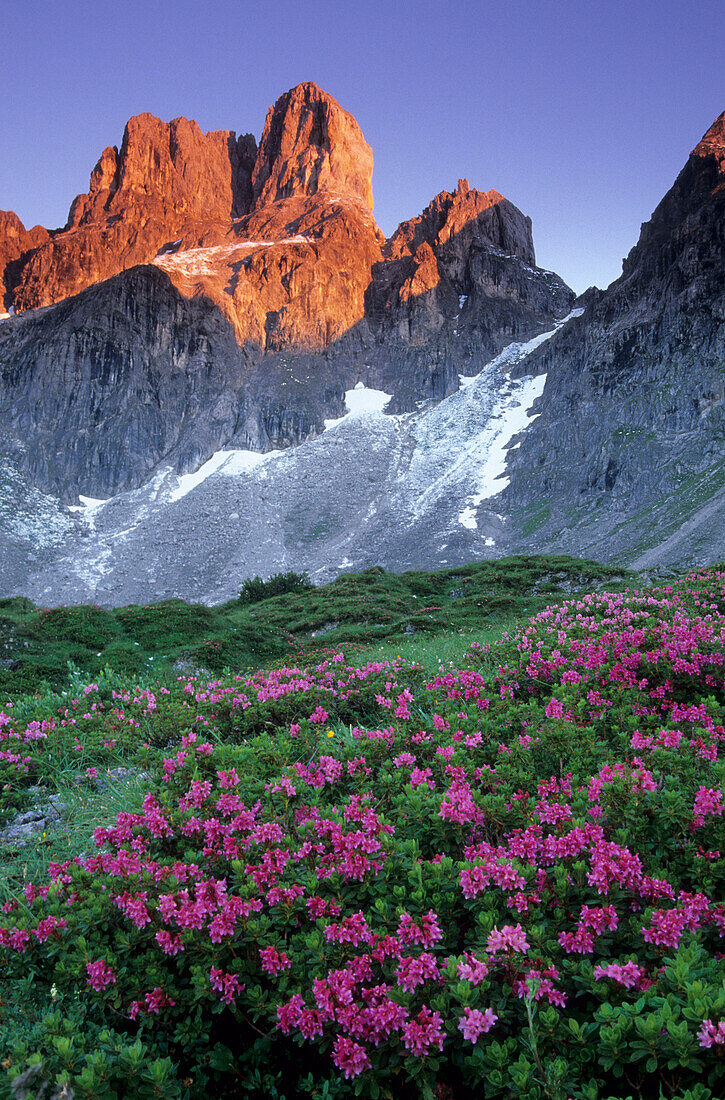 Bischofsmuetze in the early morning light towering over a field of alpine roses, rhododendron, Dachstein range, Salzburg, Austria