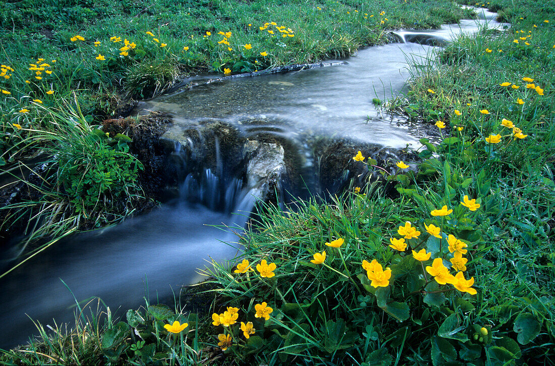 stream with marsh marigold, Hofalm, Salzburg, Austria
