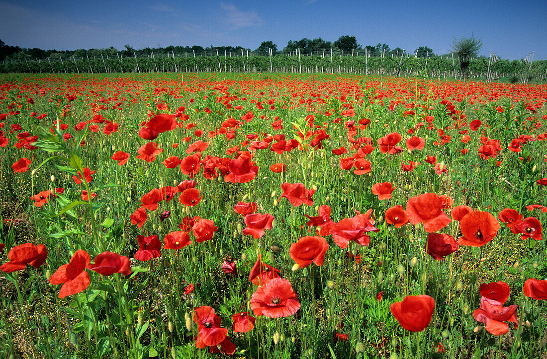 red flowering field of poppies and vineyard, valley of Piave, Venezia, Italy