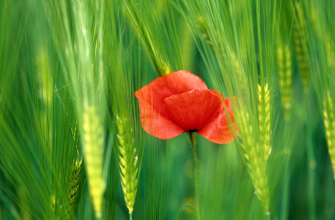 poppy in corn field, valley of Piave, Venezia, Italy