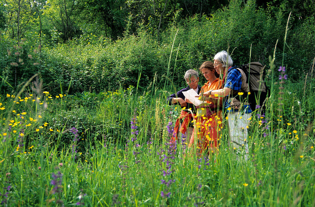 Three hikers in field of flowers reading a map, Piave valley, Venezia, Italy