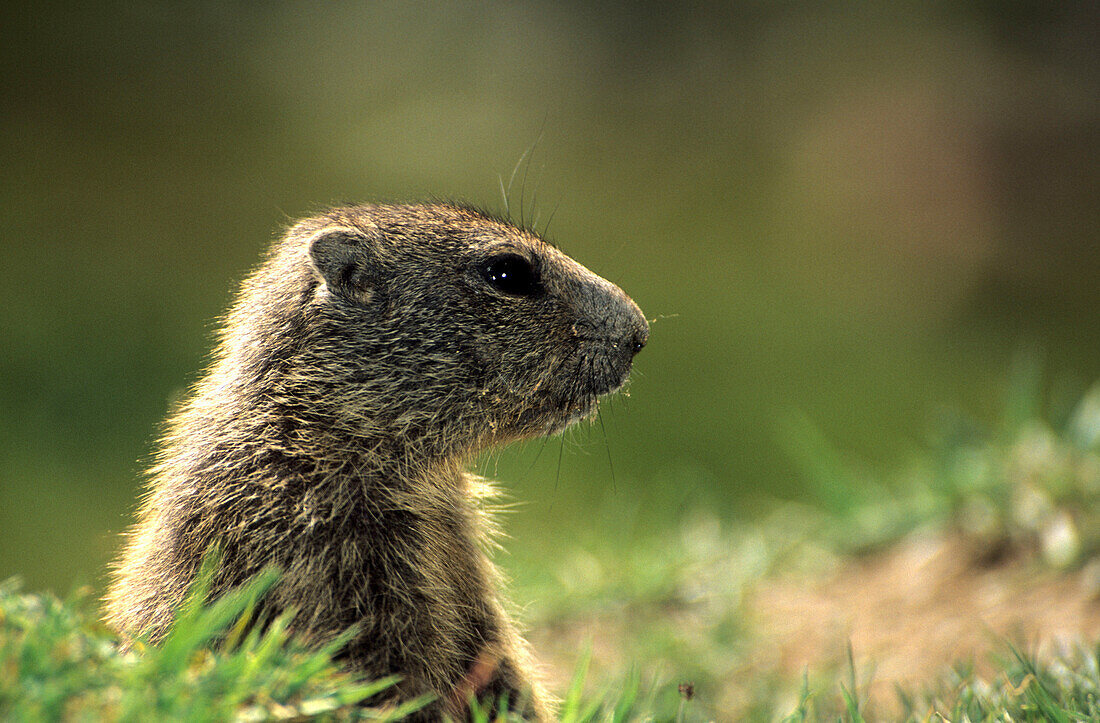 Baby marmot sitting up, in profile, Val Languard, Oberengadin, Grisons, Switzerland