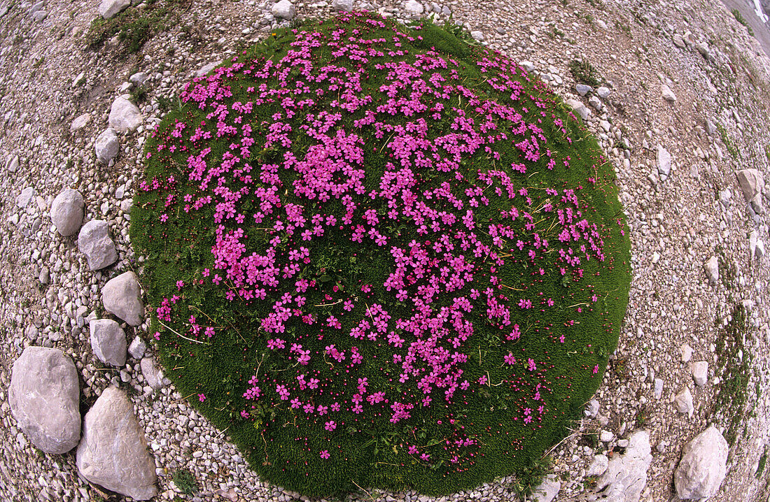 Kreisrundes Polster eines Stengellosen Leimkrauts, Dachsteingruppe, Oberösterreich, Österreich