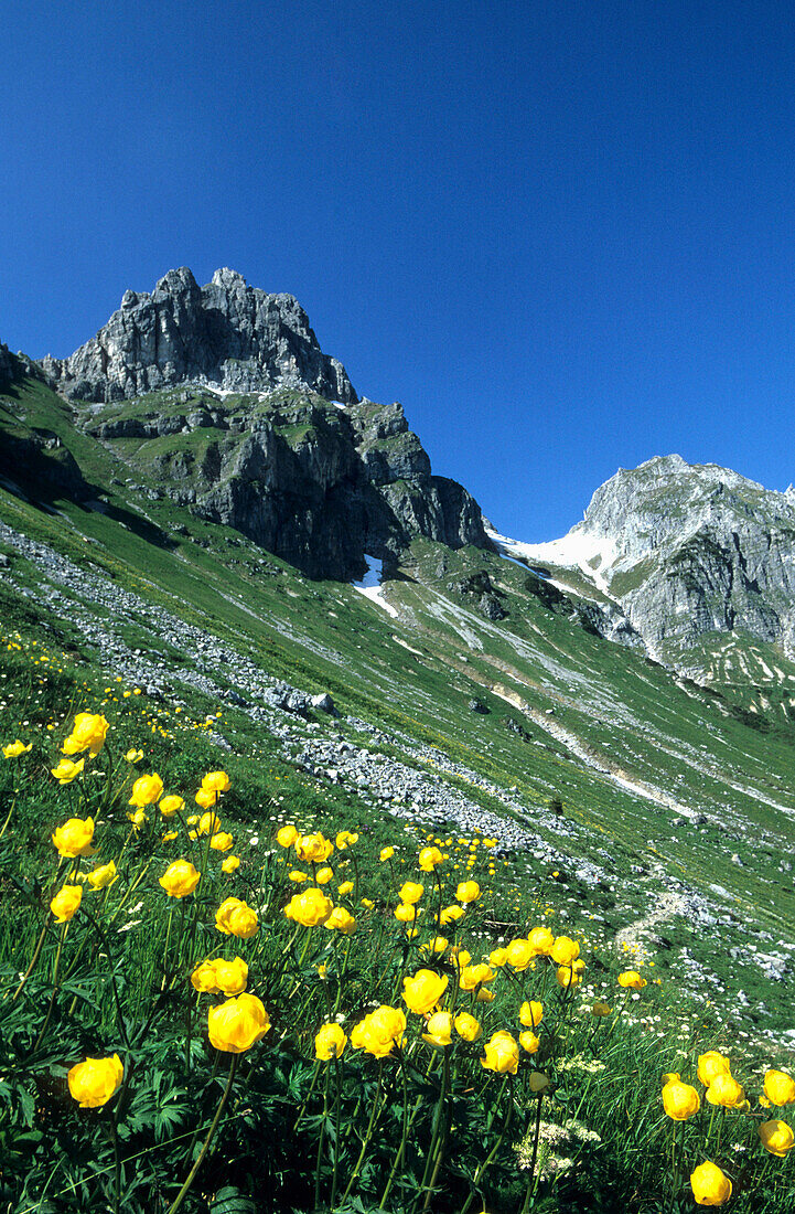 Globe flowers with Kamplbrunnspitz, Gosaukamm, Dachstein mountain range, Salzburg, Austria
