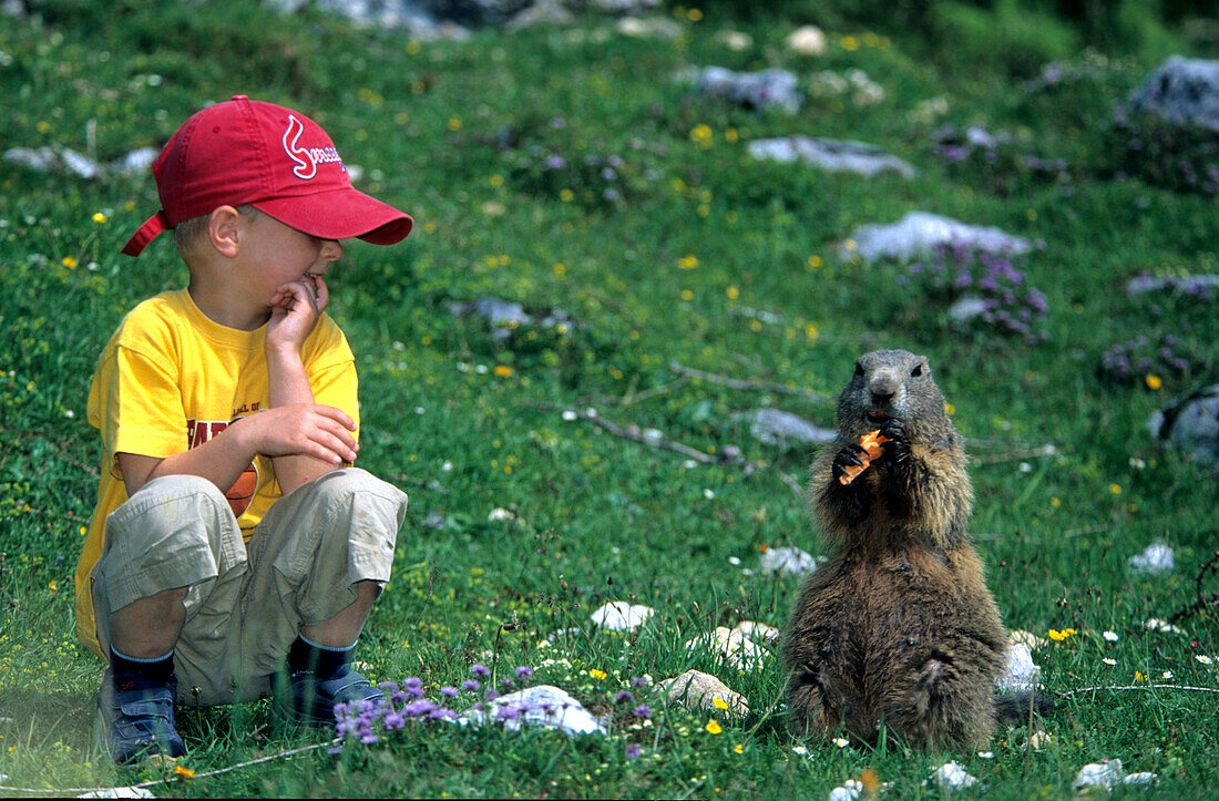 marmot eating a carrot and a child watching it, Bachlalm, Dachstein range, Salzburg, Austria