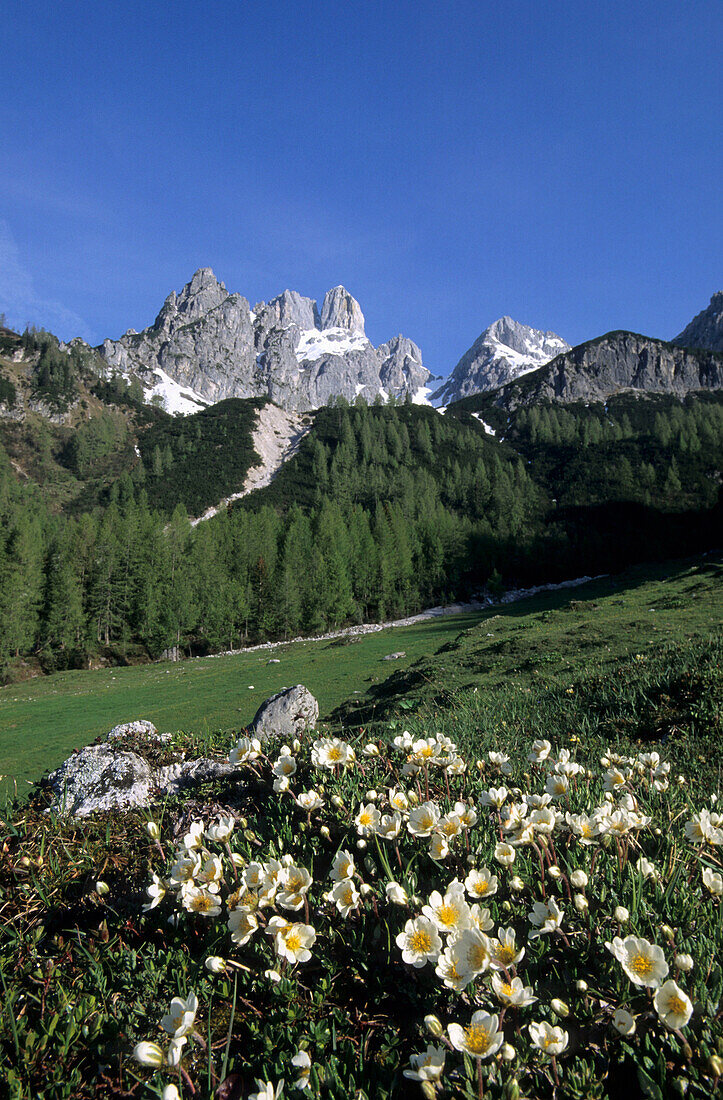 Diapensia cushion with Bischofsmuetze in the background, Dachstein mountain range, Salzburg, Austria